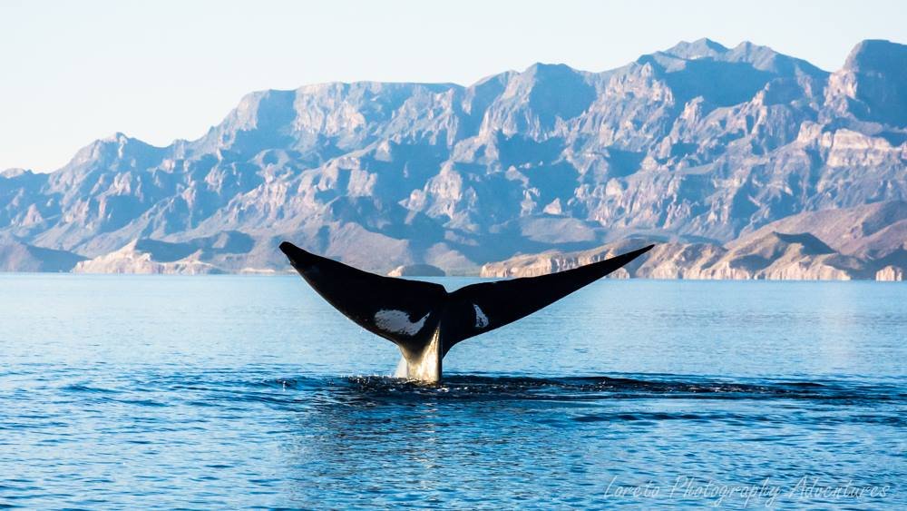 Observación de Ballena Azul